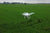 DJI P4 Multispectral Agriculture Drone with Enterprise Shield